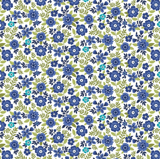 Asters Cobalt - Seaside Garden