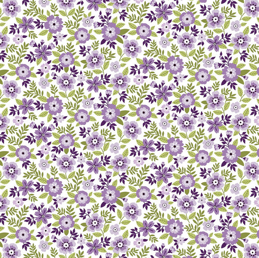 Asters Lilac - Seaside Garden